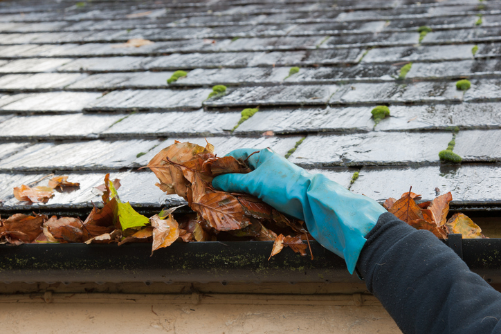 A cleaner removing leaves from a gutter