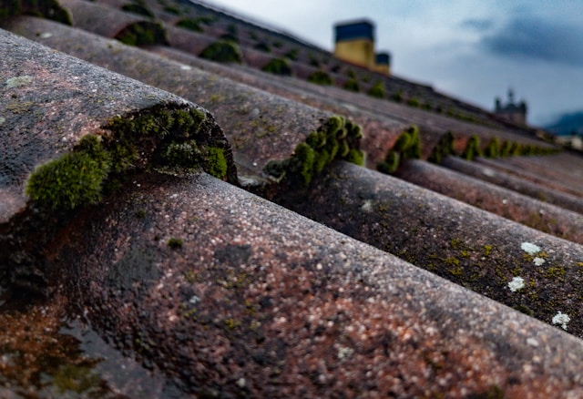 moss growing on roof tiles